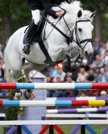 Equine horse jump_Resize