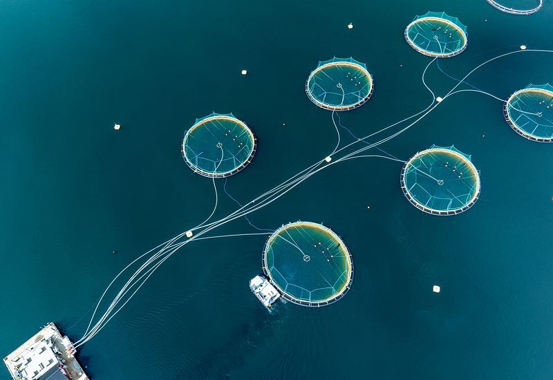 aquaculture-fish-farm-cages-aerial-800x550
