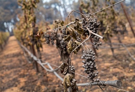 fire-damaged-grapes-800x550