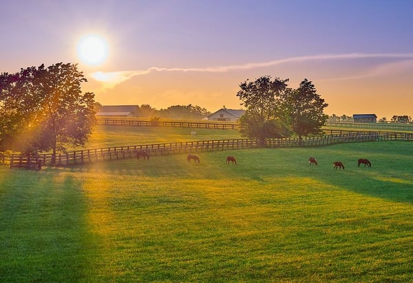horses-grazing-800x550