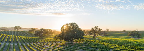 A golden sunset bathes the vineyard in its embrace, rolling hills come alive. Sun rays burst through oak trees, casting long shadows on the crops.