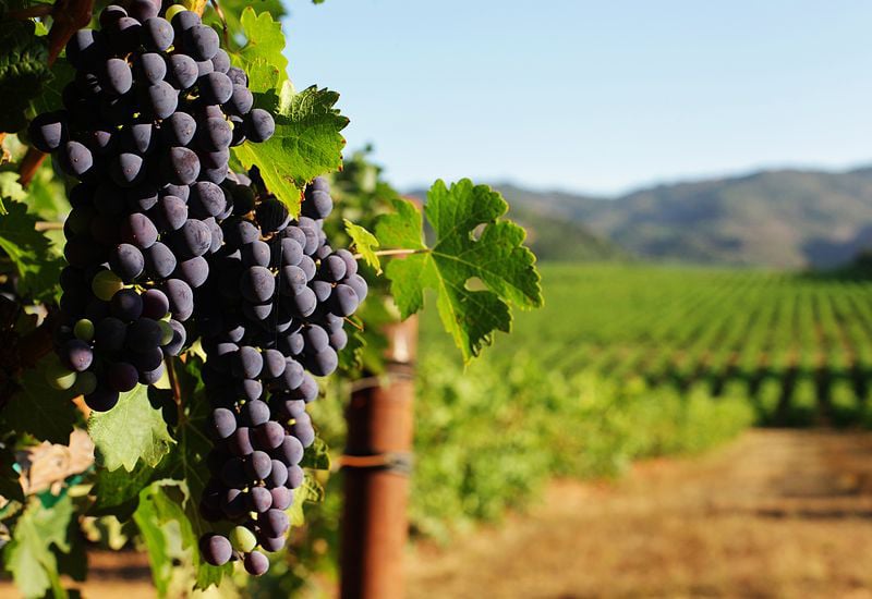 wine-grape-bunches-overlooking-vineyard-in-sunny-valley-800x550